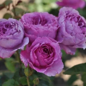 Adore Aroma