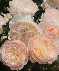 AniStar Aroma