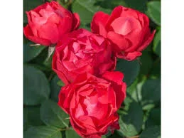 Cherry Bonic