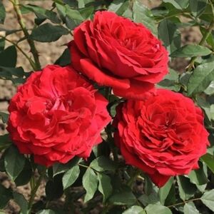 Cherry Vaza
