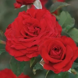 Carmine Vaza