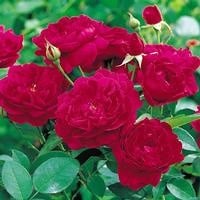 Darcey Bussell