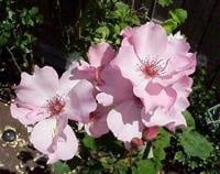 Dainty Bess