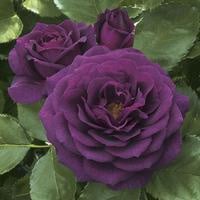 Ebb Tide (Purple Eden)