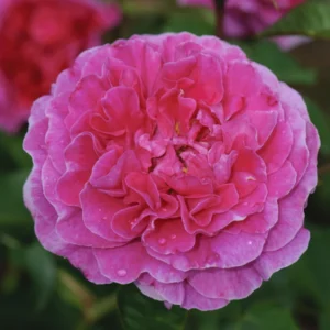 England's Rose
