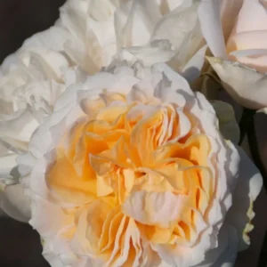 Faustinia