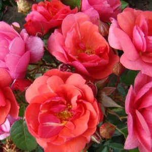 Folle Framboise