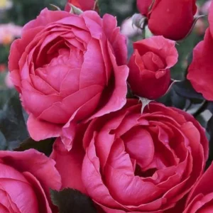 Gartenprinzessin Marie-José