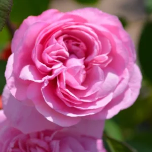 Gertrude Jekyll (Ausbord)