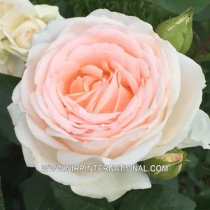 Gruaud Larose