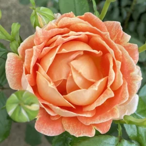 Jane Austen