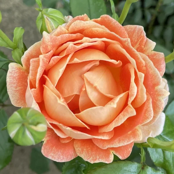 Jane Austen