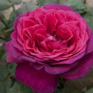 Johann Wolfgang von Goethe Rose