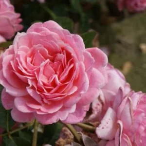 Kölner Flora