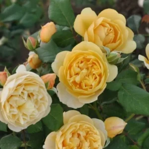 Olivera Frayla