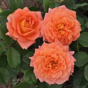 Orange Vaza