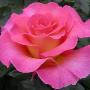 Pink Paradise