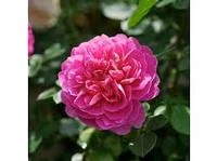 Princess Anne