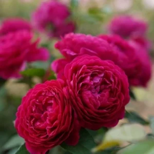 Pure Aroma