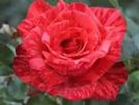 Red Intuition
