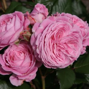 Rosengräfin Marie Henriette