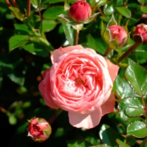 Sunblaze (Rose Meilove)