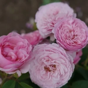 Unique Aroma