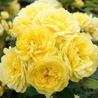 Yellow Meilove (Anny Duperey)