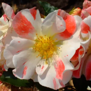 Bocaccio