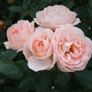 Clair Renaissance