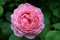 Constance Spry