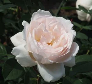 Desdemona