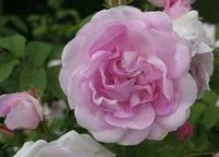 Duchesse d'Angouleme