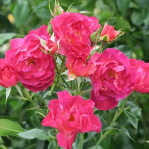 Ile de Fleurs