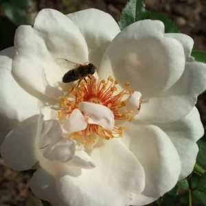 Jacqueline du Pré