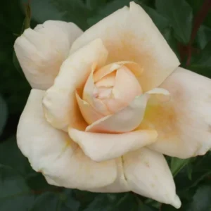 Lions Rose
