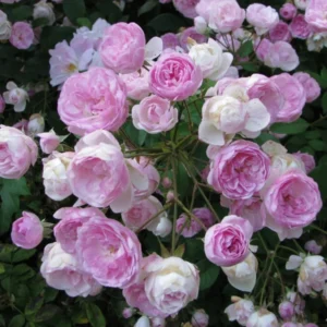 Mozarts Lady
