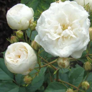 Neige D'Été
