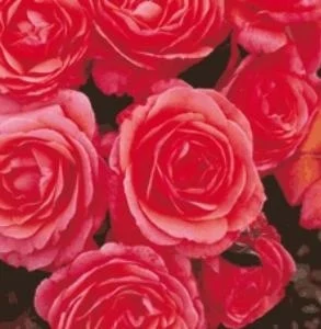 Pink Abundance (Precious Memories)