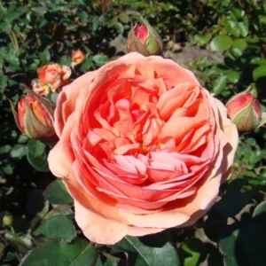 Park Abbey Rose