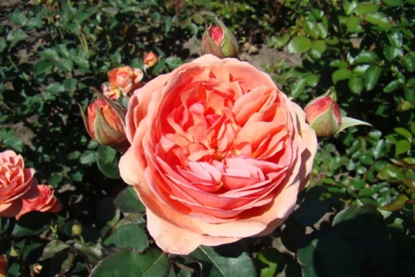 Park Abbey Rose