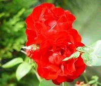 Paul Scarlet