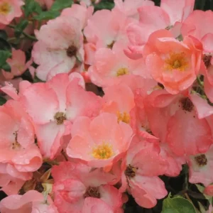 Pink Blanket