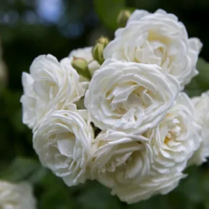 Perfume Dreams