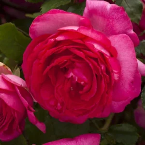 Pink Edenrose