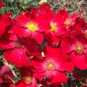 Poppy Rose