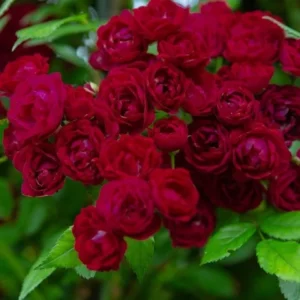 Perennial Red Domino