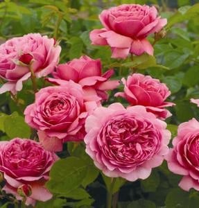 Princess Alexandra of Kent