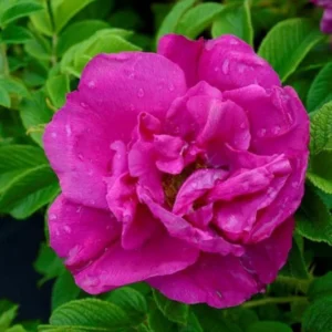 Purple Angelina