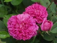 Rose de Rescht